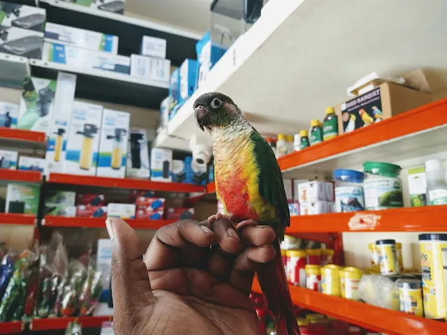 The Chennai Pet Store - 3