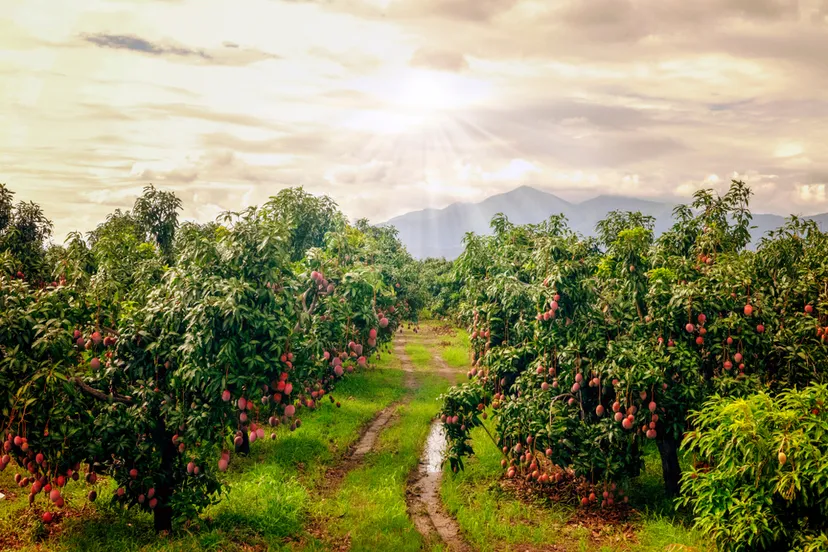 GREEN LAND PROPERTIES - 2