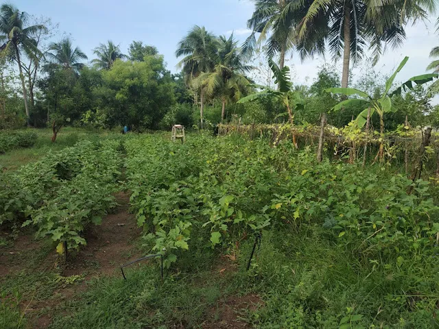 Victory Farm Land - 2