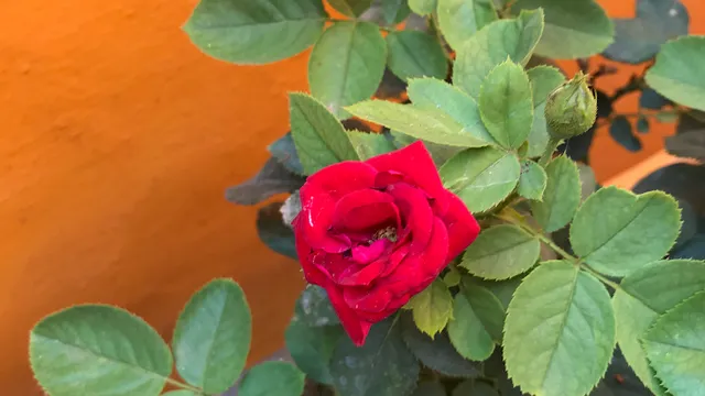 Granny's Organic terrace garden - 2