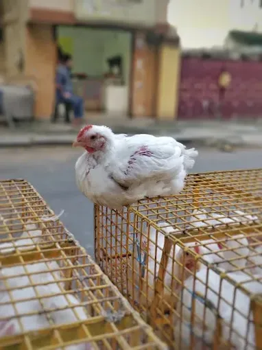 Bismi Chicken & Mutton Shop - 2