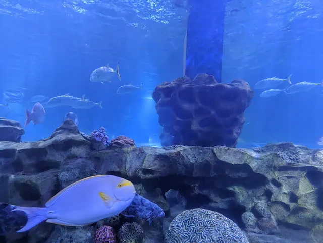 VGP Universal Kingdom - 7