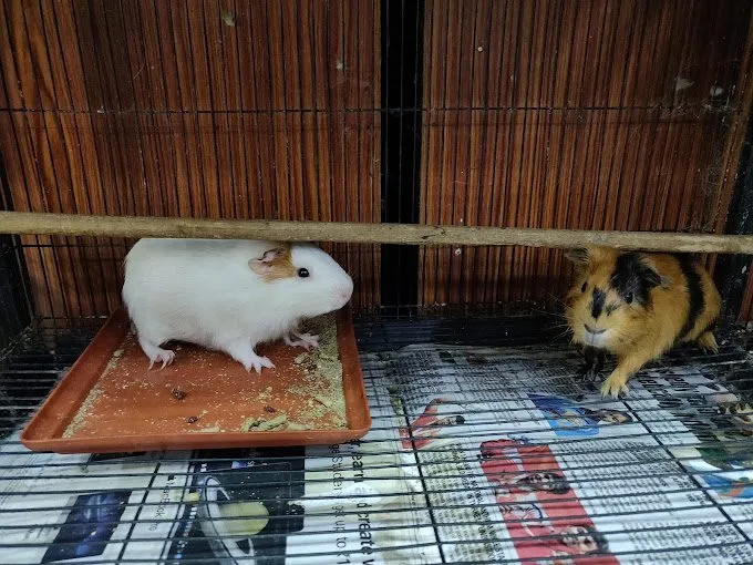 DAV Girls Senior Secondary School