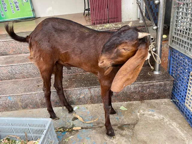 AL- MADINA CHICKEN & MUTTON STALL - 3