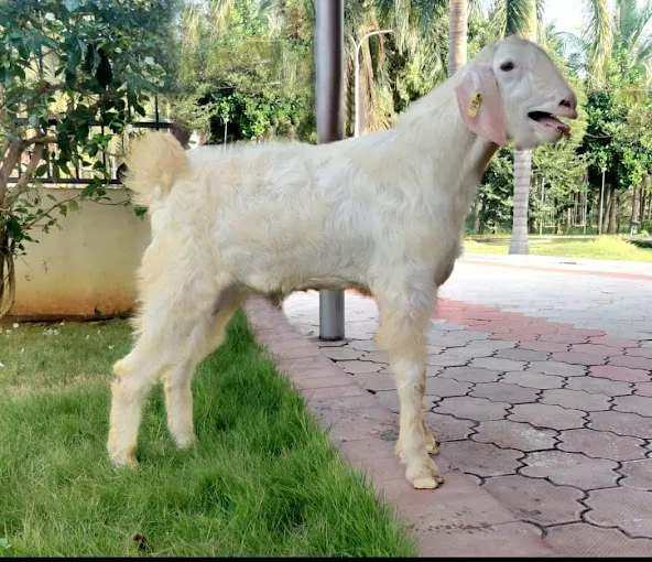 Navaladi Farms Village Meat Shop - 2