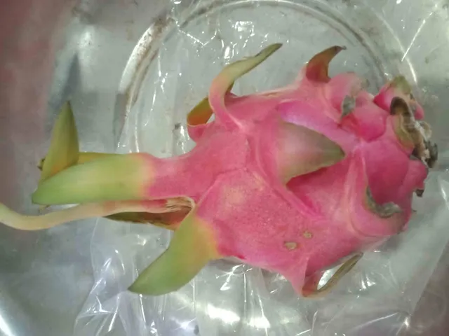 MS Gobi Vegetables and fruits - 6