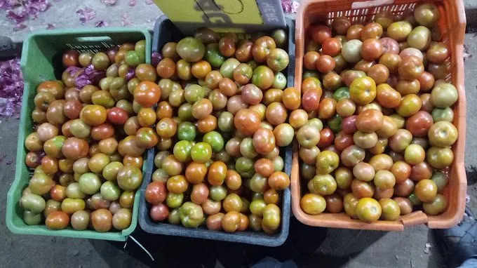 JENIFA KAI KANI ANGADI