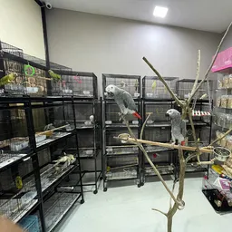 Tamilnadu Painters painting contractors in Coimbatore