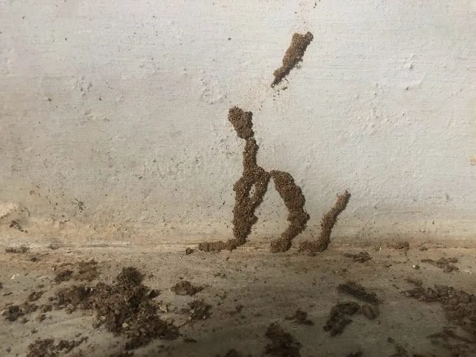 T GUARD PEST CONTROL SERVICE