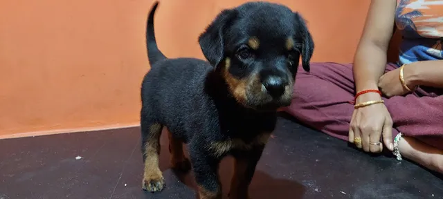 Coimbatore Golden Pets - 2