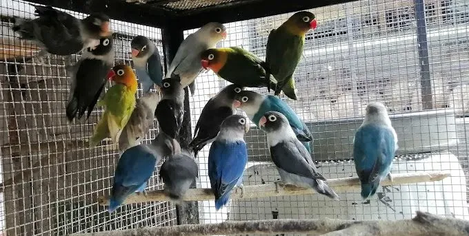 Archana pet world and aquarium