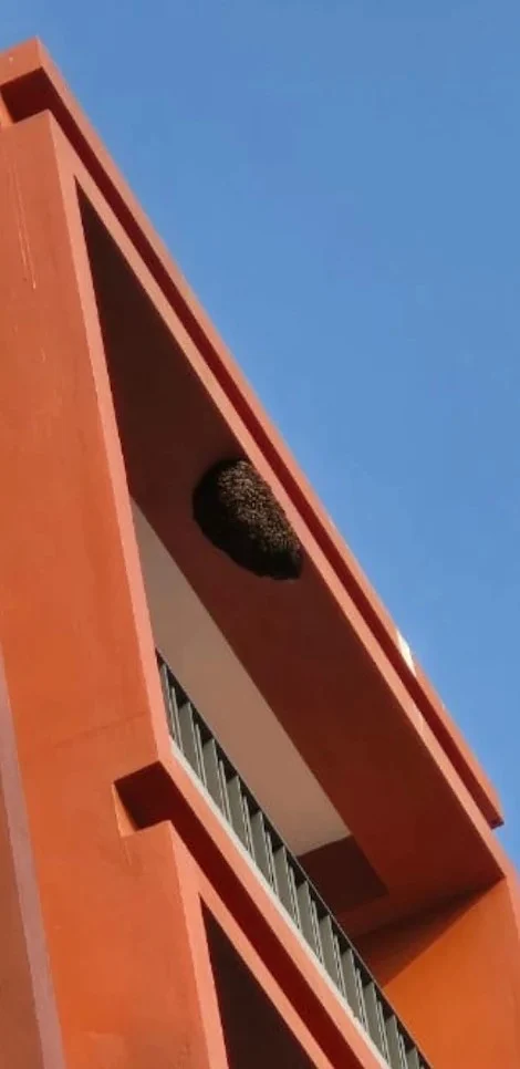 Flick Pest Control - 3